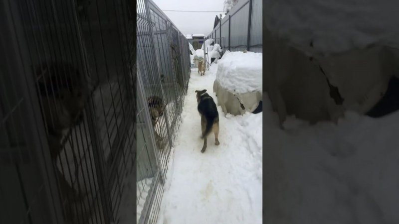 Побежали смотреть что там в телеге