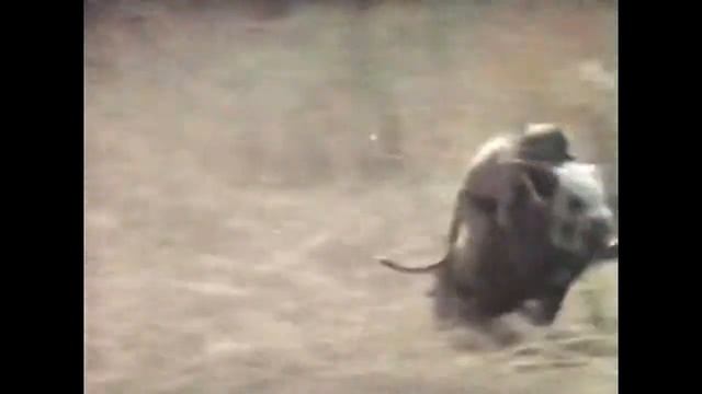 Обезьяны сбегают на кабане Неуловимые мстители смотреть онлайн