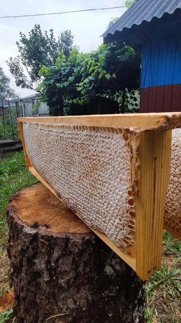 Конец августа, откачка меда. Темный и с горчинкой #Shorts #Youtube #lifemaster #пчеловодство #пасек смотреть онлайн