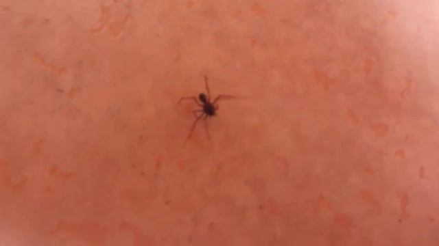 I've found a brown recluse spider (Loxosceles sp.)! смотреть онлайн