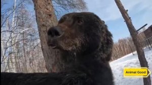 Фермер спас и вырастил двух медвежат, и теперь он живёт в своём доме с целым семейством медведей!