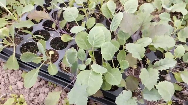 🍅🍅 🌶🌶 Обзор посадок в парниках и теплицах. Помидорки 🍅 и перчики 🌶 в теплицах. смотреть онлайн