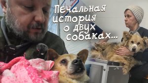 От начала и до конца...Печальная история о двух собаках.