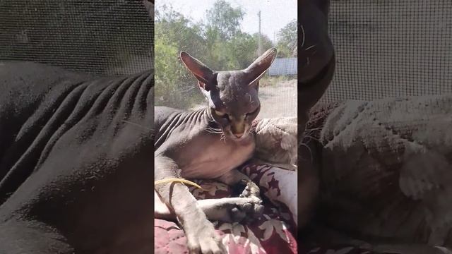 Мара. после операции любит лежать на солнышке. дома я зову ее Машенька #аринасальма#кошечки смотреть онлайн