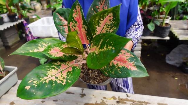 Hujan-hujan Bu Broto Tetep Semangat Jualan  Buanyak Variasi Tanaman Hias смотреть онлайн