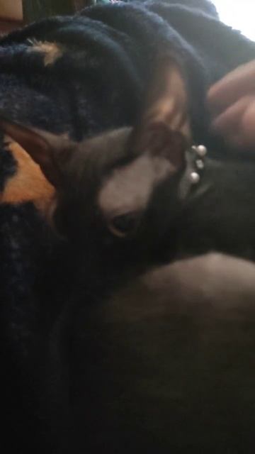 кот лежит смотреть онлайн