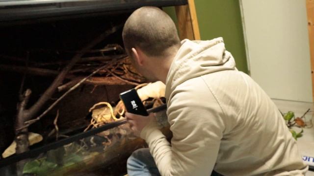 Chinese crocodile lizards born during hibernation?! смотреть онлайн