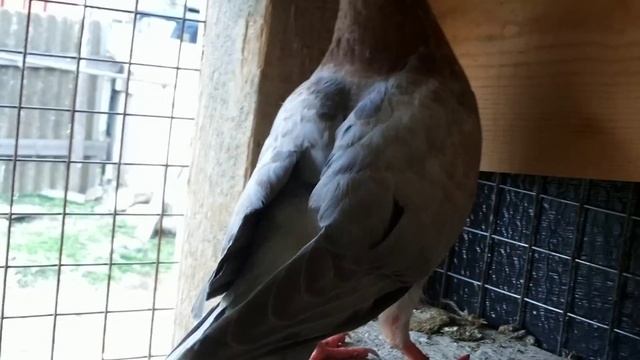 ДОМАШНИЕ ГОЛУБИ смотреть онлайн