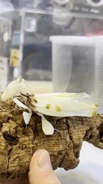 Amazing Insect | Flower Like insect | Orchid Mantis #shorts смотреть онлайн