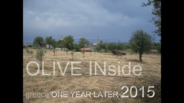 KORONEIKI olive tree growth rate per yearolive inside