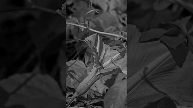 76 Nostalgic Black and White Background. Coastal Morning Glory /mile-a-minute vine/ #ipomoeacairica