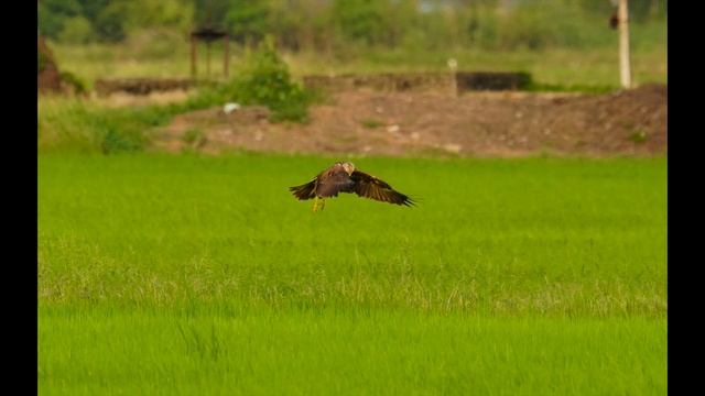 เหยี่ยวทุ่ง ถ่ายนกเหยี่ยวไม่ได้ง่ายอย่างที่คิด แต่มีลุ้นผลงาน смотреть онлайн