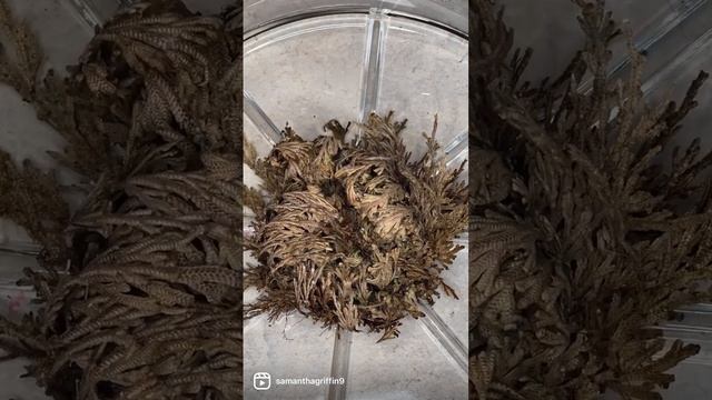 Time lapse of my resurrection plant ❤️🪴 #plantaddict #plantslover #plants #timelapse