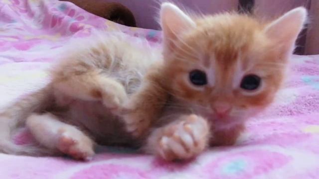 милий котенок Кекс :) смотреть онлайн