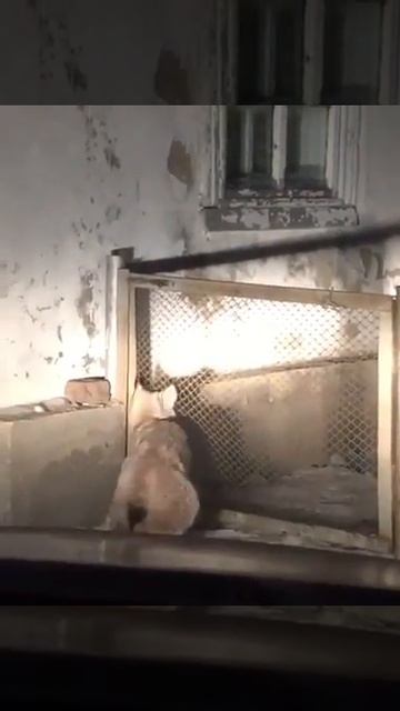 В Семее рысь вышла "в люди" смотреть онлайн