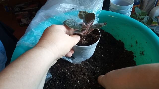 Перевалка фиалок из стаканчиков в горшки