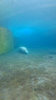 Тюлень в московском зоопарке