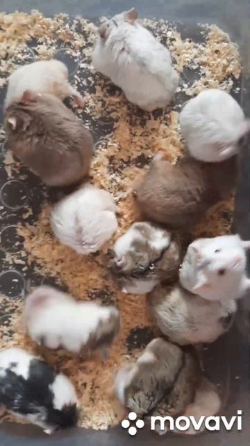 Хомяки #pets #купитьхомяка #животные #хомяк #грызуны #москва #ручнойхомяк #питомецдляребенка #love