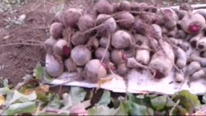 Эксперимент удался! Свекла выросла из "просроченных" семян! Уборка и хранение свеклы!