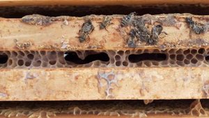 Зимовка пчел 2021 в пеноуликах Майкоп