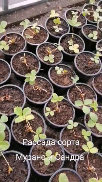 Рассада клубники сорта Мурано и Сандра. смотреть онлайн