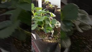 Клубника в малообъёмке. Шикарный результат. Выращивание земляники садовой малообъёмным способом.