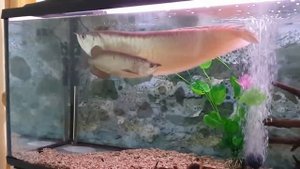 Арована в аквариуме