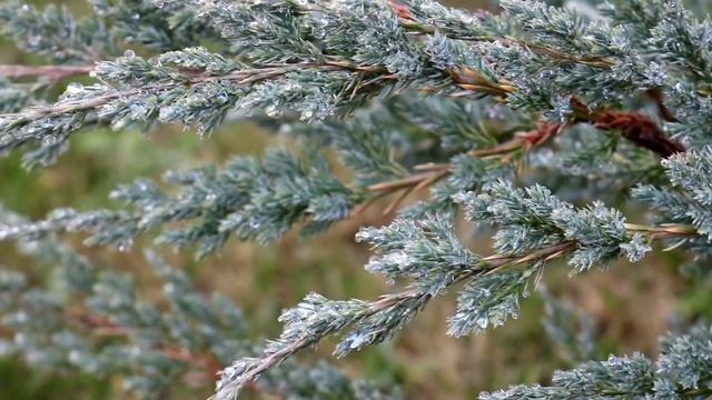 В МОЖЖЕВЕЛОВОМ САДУ НОЯБРЬ🌲8.11.2022 г. смотреть онлайн