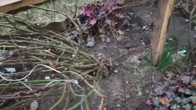 РОЗЫ ВЕСНОЙ. ОТКРЫТИЕ. УХОД ДО РАСПУСКАНИЯ ПОЧЕК. смотреть онлайн