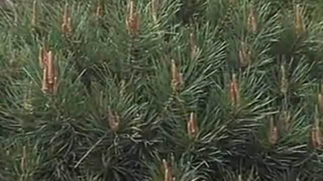 Gardening in the Zone: Dwarf Conifers смотреть онлайн