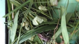 мой жук усач злится