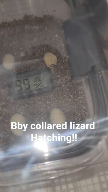 Baby Collared Lizard hatching! смотреть онлайн