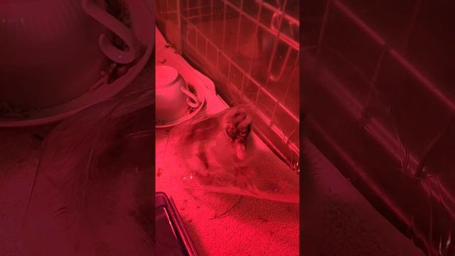 Гусёнок переворачивается и падает на спину, как помочь?