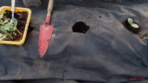 Сажаем огурцы на чёрный укрывной матерьял.