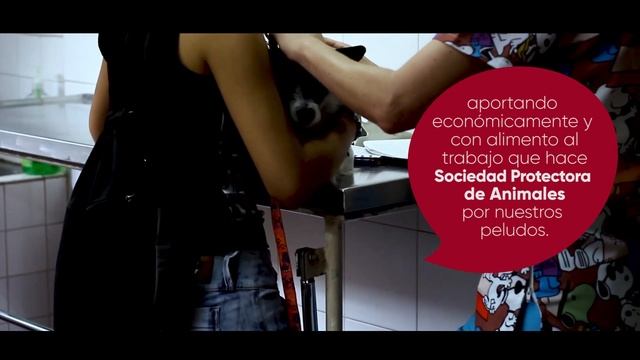 Nuestro apoyo a la S.P.A. de Medellín смотреть онлайн