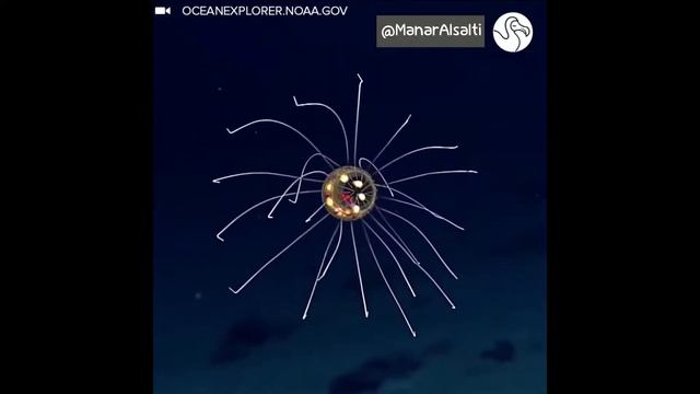Mesmerizing Jellyfish | مخلوق فضائي أم قنديل بحر؟ | مقطع مترجم смотреть онлайн