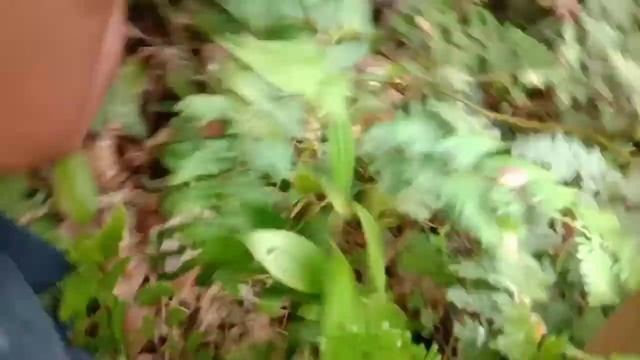 BERBURU TANAMAN LANGKAH KEHUTANAN | Berbunga Cantik dan unik dan banyak di cari