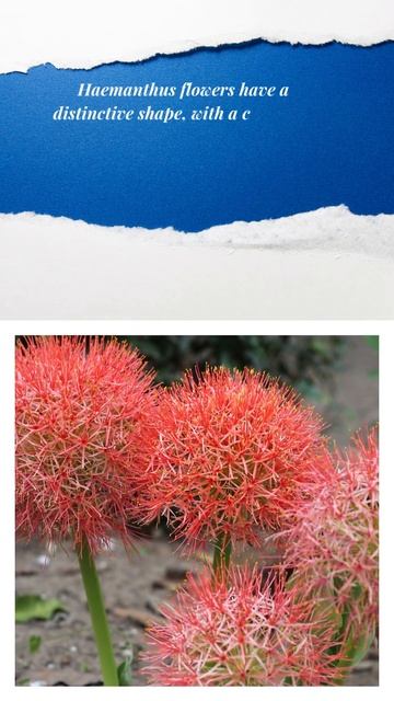 Discovering the Hidden World of Haemanthus Flowers🌹🤫🔥#shorts #flowers #shortvideo #trending смотреть онлайн