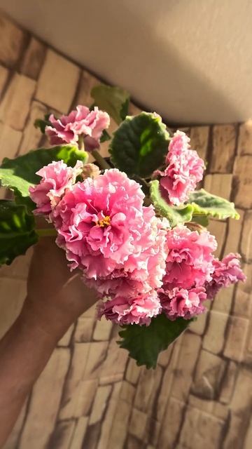 Фиалка Яблочный зефир 01 марта 25г #flowers #фиалкацветёт #violet #Яблочный_зефир