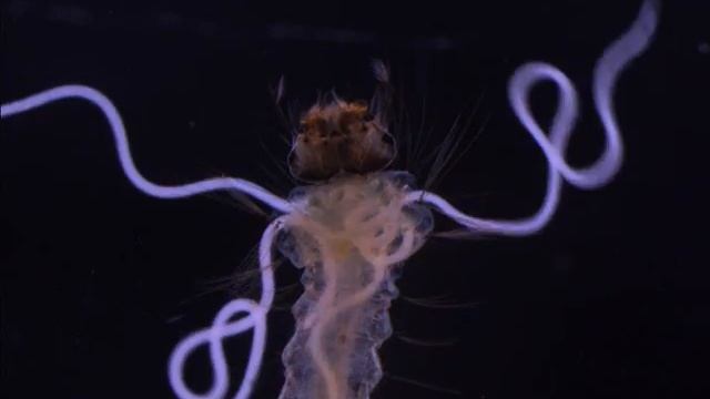 Mermithid nematodes (Romanomermis iyengari) смотреть онлайн