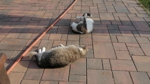 21.04.2025. Котики Ляхово