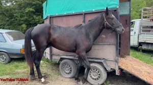 Продажа Лошадей Чечня Урус Мартан