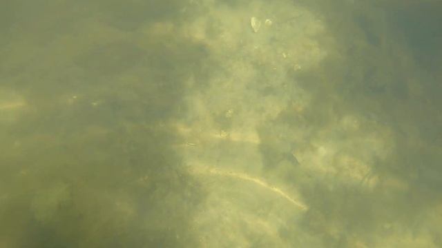 Jelly Fish Fields смотреть онлайн