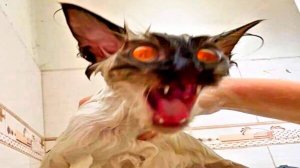 СМЕШНЫЕ КОТЫ 2025 ЛУЧШИЕ ПРИКОЛЫ С КОТАМИ, КОШКИ, КОТИКИ, СОБАЧКИ, СМЕШНОЕ ВИДЕО