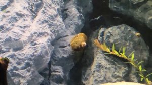 Septaria porcellana Септария фарфоровая