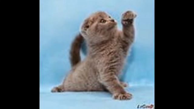 Кот (Вислоухие) # 2 *Которайм* смотреть онлайн