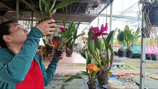 Chia Sẻ Lan Cattleya Hoa Đẹp | LINH SAN 0984282911 смотреть онлайн