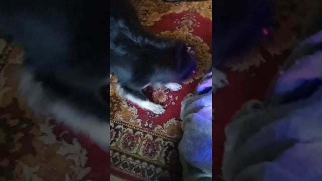 Молька другом тваим хочит стать смотреть онлайн