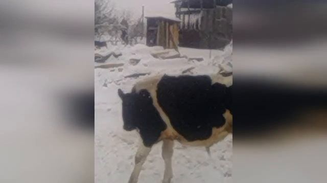 Собака и бык / Дружба животных смотреть онлайн