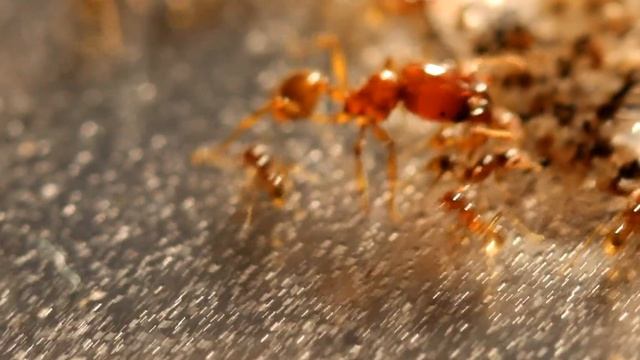 Kleiner Soldat von Pheidologeton affinis смотреть онлайн